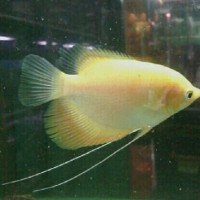 Ikan gurame padang bibit
