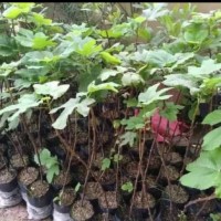Diskon Bibit Tanaman Buah Tin Purple Jordan Berkwalitas
