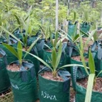 EXCLUSIVE Bibit Pohon Kurma Azwa TERJAMIN