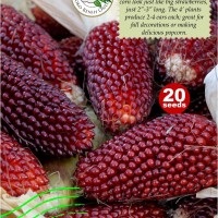 Benih Strawberry PopCorn - Jagung Popcorn Merah