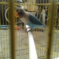 Burung Lovebird Love Bird Cobal No Minus Fullset Khusus COD Surabaya