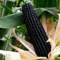 100butir Benih jagung ungu atau Hitam