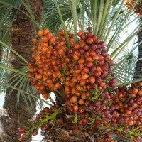 Terbaru Laris! Bibit Tanaman Buah Kurma Ajwa Jantan Murah!