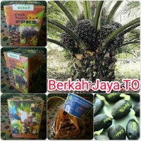 Benih Bibit Polong Kecambah SAWIT PPKS DxP Original