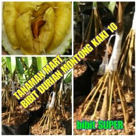 bibit buah durian montong kaki 10