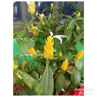 76+ Gambar Bunga Lilin Paling Bagus 76+ Gambar Bunga Lilin Paling Bagus