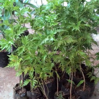 Diskon 300 gr Biji Benih Pohon Cendana Wangi NTT Bibit Berkwalitas