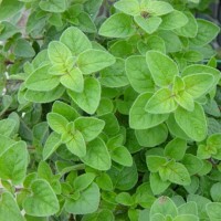 biji benih oregano