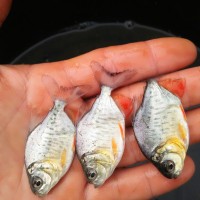 jual bibit ikan bawal