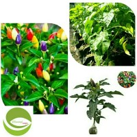 Bibit Tanaman Cabai Pelangi/cabai Pelangi Unggul/pohon Cabe Pelangi