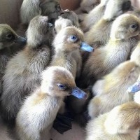 2000+ Gambar Bebek Jawa HD Terbaik 2000+ Gambar Bebek Jawa HD Terbaik