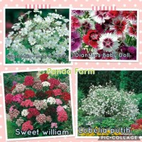 JUAL PAKET HEMAT 16 JENIS BENIH BUNGA IMPORT INGGRIS ORIGINAL ASLI