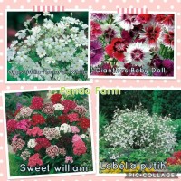 JUAL PAKET HEMAT 16 JENIS BENIH BUNGA IMPORT INGGRIS ORIGINAL ASLI
