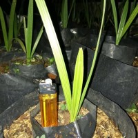 SALE! BIBIT POHON KURMA AZWA BETINA - KURMA AZWA BETONA DISKON