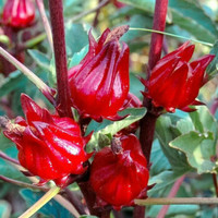 BIBIT ROSELA 40CM