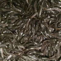 BENIH BIBIT IKAN LELE SANGKURIANG HITAM 8CM UMPAN KURA-KURA LOUHAN