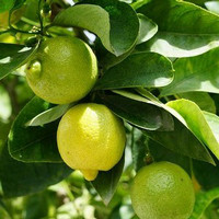 Bibit Buah Jeruk Lemon tea