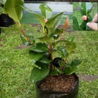 PROMO Bibit Bunga Cempaka Merah