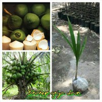 Bibit kelapa pandan wangi