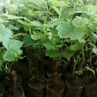 bibit anggur lokal red master
