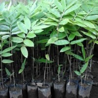 Ready 50 Bibit Pohon Bambu Petung / Betung Kuljar Stok Banyak