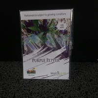 benih / bibit hidroponik cabai ungu purple bonsai pepper maica leaf