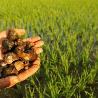 KEONG MAS SAWAH ALAMI