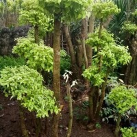 (Pot Tanaman) bonsai anting putri / tanaman hias / bunga