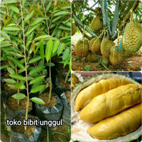 Bibit Durian Montong Merah
