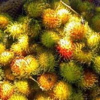 Tanaman Bibit Rambutan Rapiah 2 Bibit 80 rb