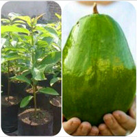 BIBIT ALPUKAT HAWAI JUMBO