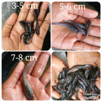 benih ikan lele sangkuriang