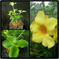 bibit tanaman bunga alamanda kuning
