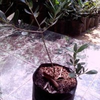 Paket 2 Bibit Tanaman Buah Minyak Zaitun Black Mission