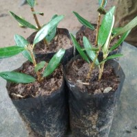 Bibit Zaitun
