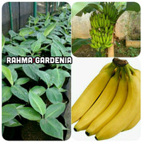 Bibit Pisang Cavendish Super