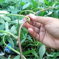 Paket 40 Bibit Ubi Cilembu Manis