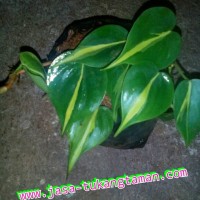 Bibit tanaman hias Philodendron Brazil / pohon sirih gading brazil