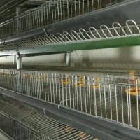 Kandang puyuh dan ayam petelur dari jawa