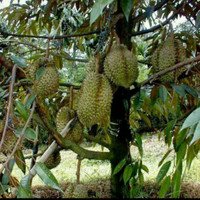 bibit durian montong merah