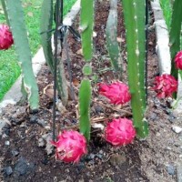 Bibit Tanaman Buah Naga Merah MURAH