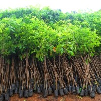 bibit pohon sengon solomon super harga per 200bibit