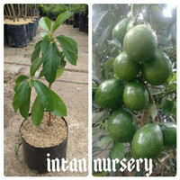 Bibit Tanaman Buah Alpukat Miki