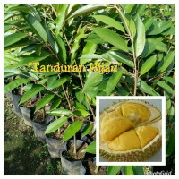 Bibit Durian Montong merah