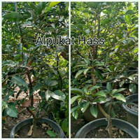 Bibit Tanaman Buah Alpukat Hass Siap Berbuah