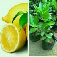 Siap Tanam !! Bibit Buah Jeruk Lemon