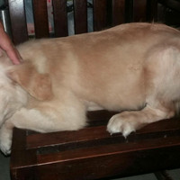 Jual Anak Anjing Golden Di Bali Harga Terbaru 2020 Tokopedia