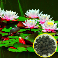 Benih bibit biji tanaman Bunga Teratai Lotus