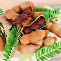 (caktus kaktus bonsai hias) Bibit Tanaman Asem Jawa /Tamarind 60cm