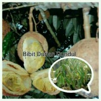 (caktus kaktus bonsai hias) Bibit Durian Gundul super